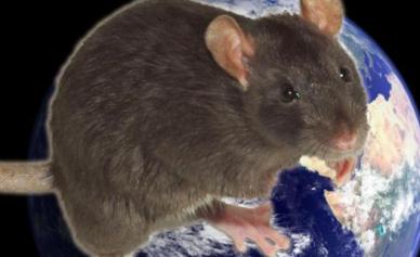 Гороскоп знаки зодиака по годам, восточный календарь животных Какой следующий год какого животного